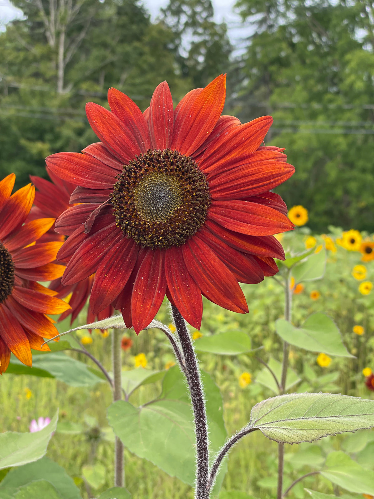 Sunflower, Velvet Queen Seed Packets garden seeds