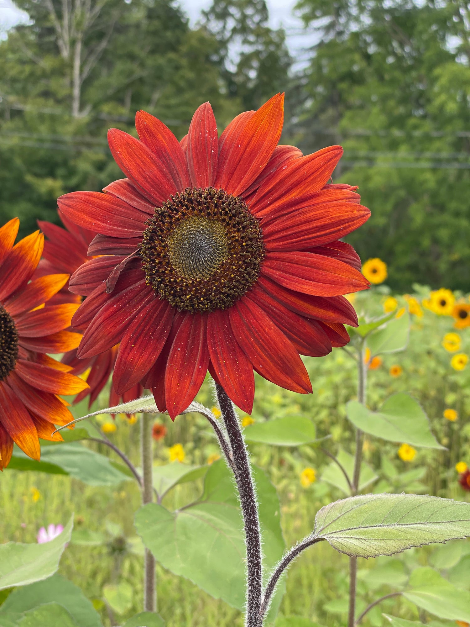Sunflower, Velvet Queen Seed Packets garden seeds