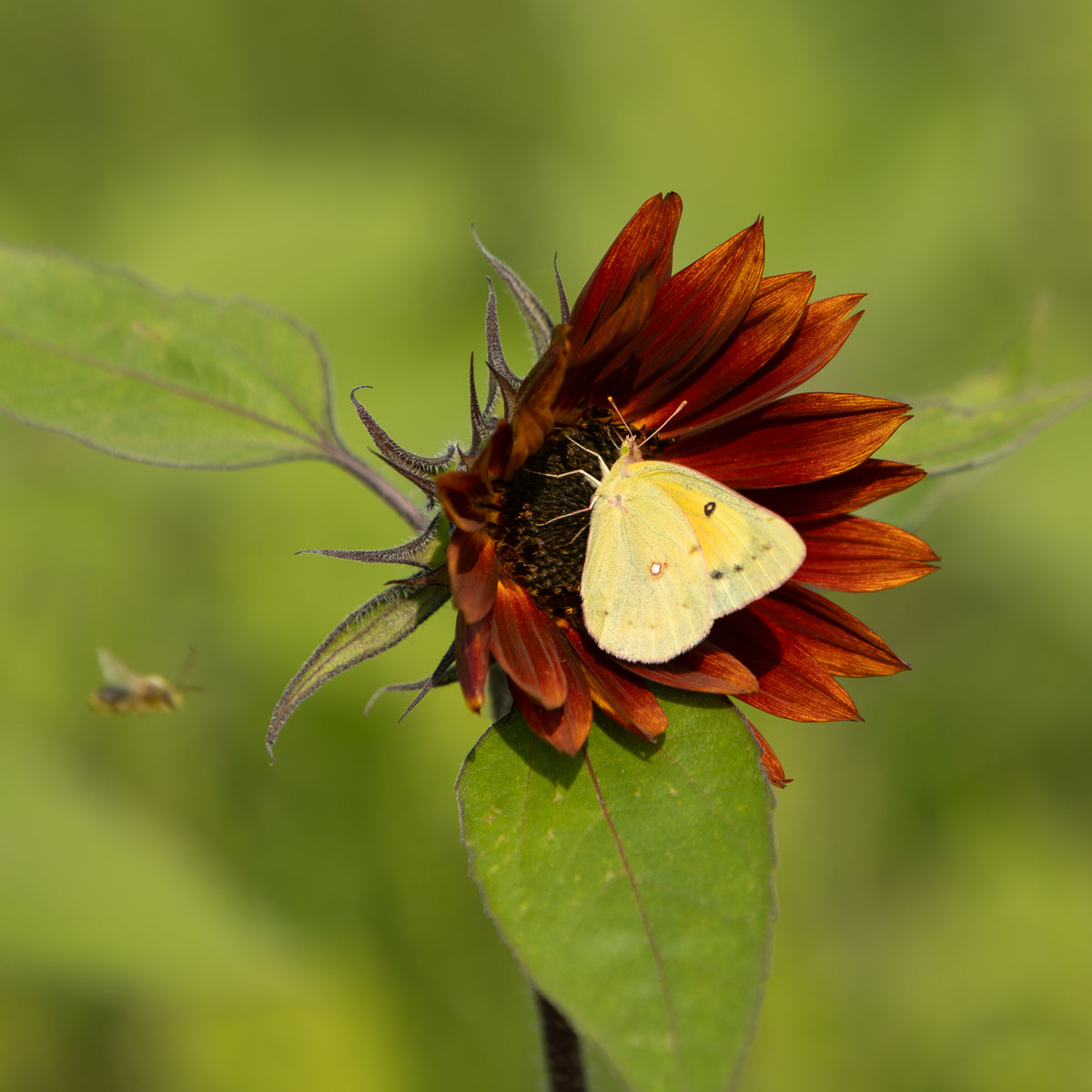 Sunflower, Velvet Queen Seed Packets garden seeds