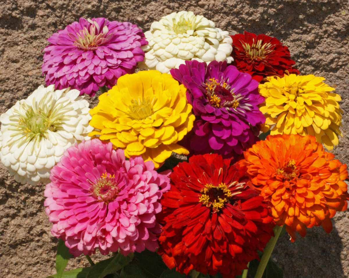 Zinnia, California Giant seed packet
