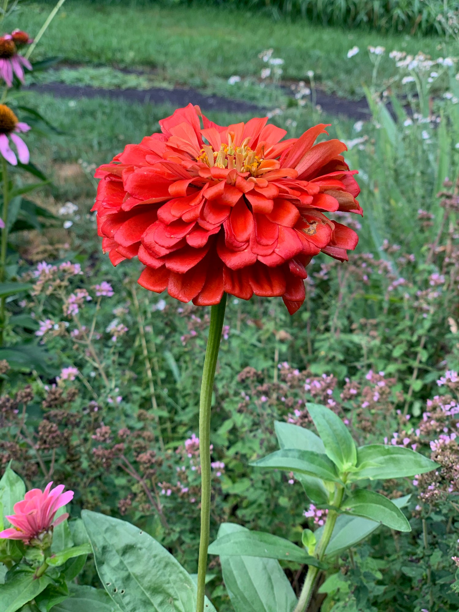 Zinnia, California Giant seed packet