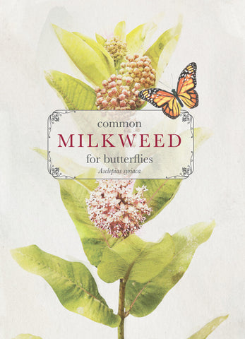 Common Milkweed for Butterflies Seed Packets - Help monarch Butterflies Bentley Seeds