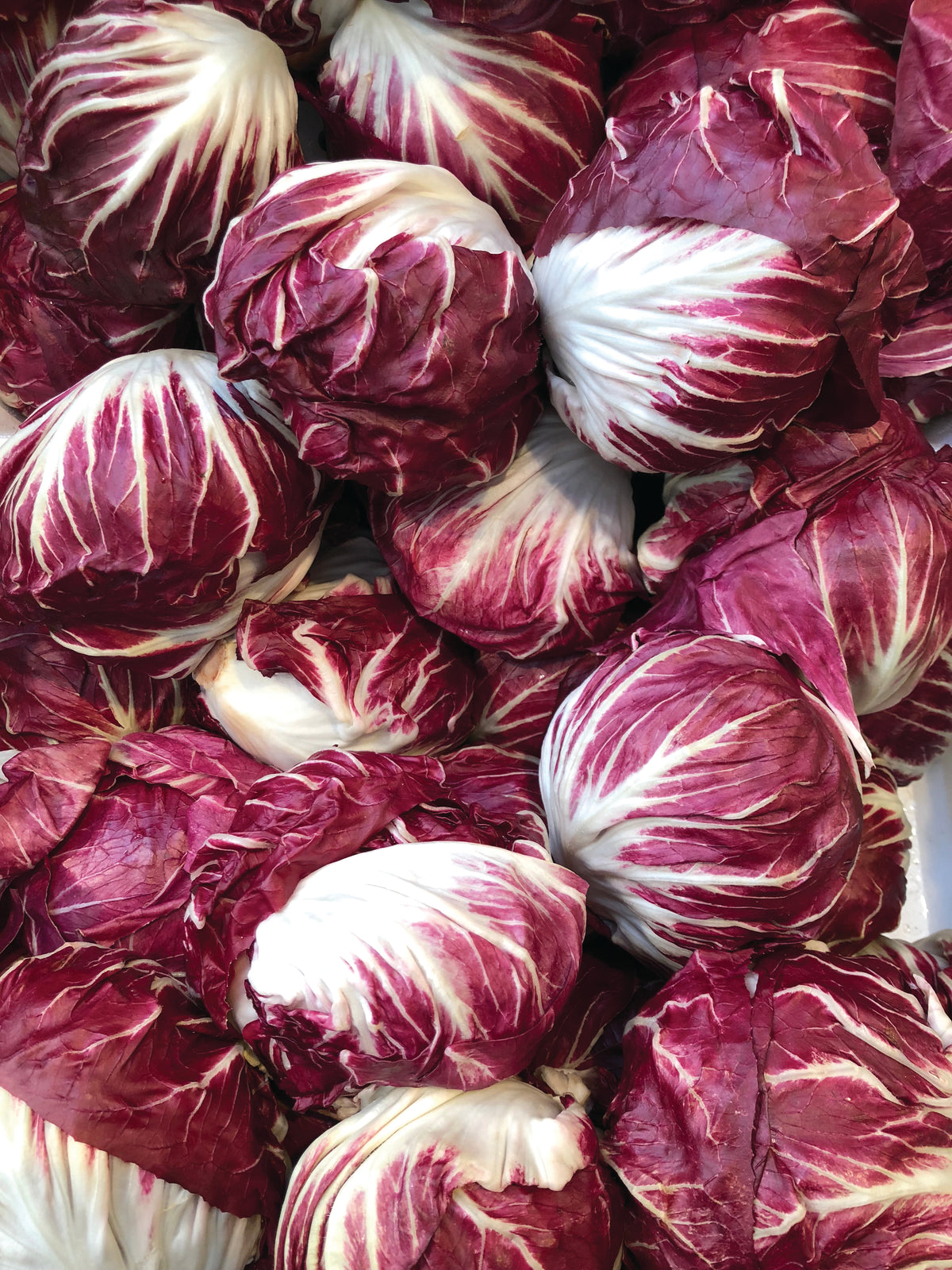 A harvest of red cabbage.