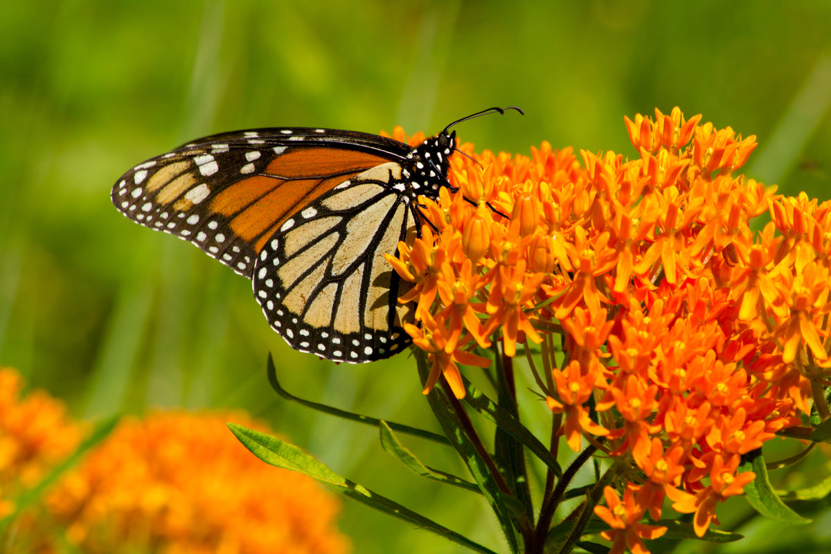 Milkweed, Butterfly Seed Packets seed packet