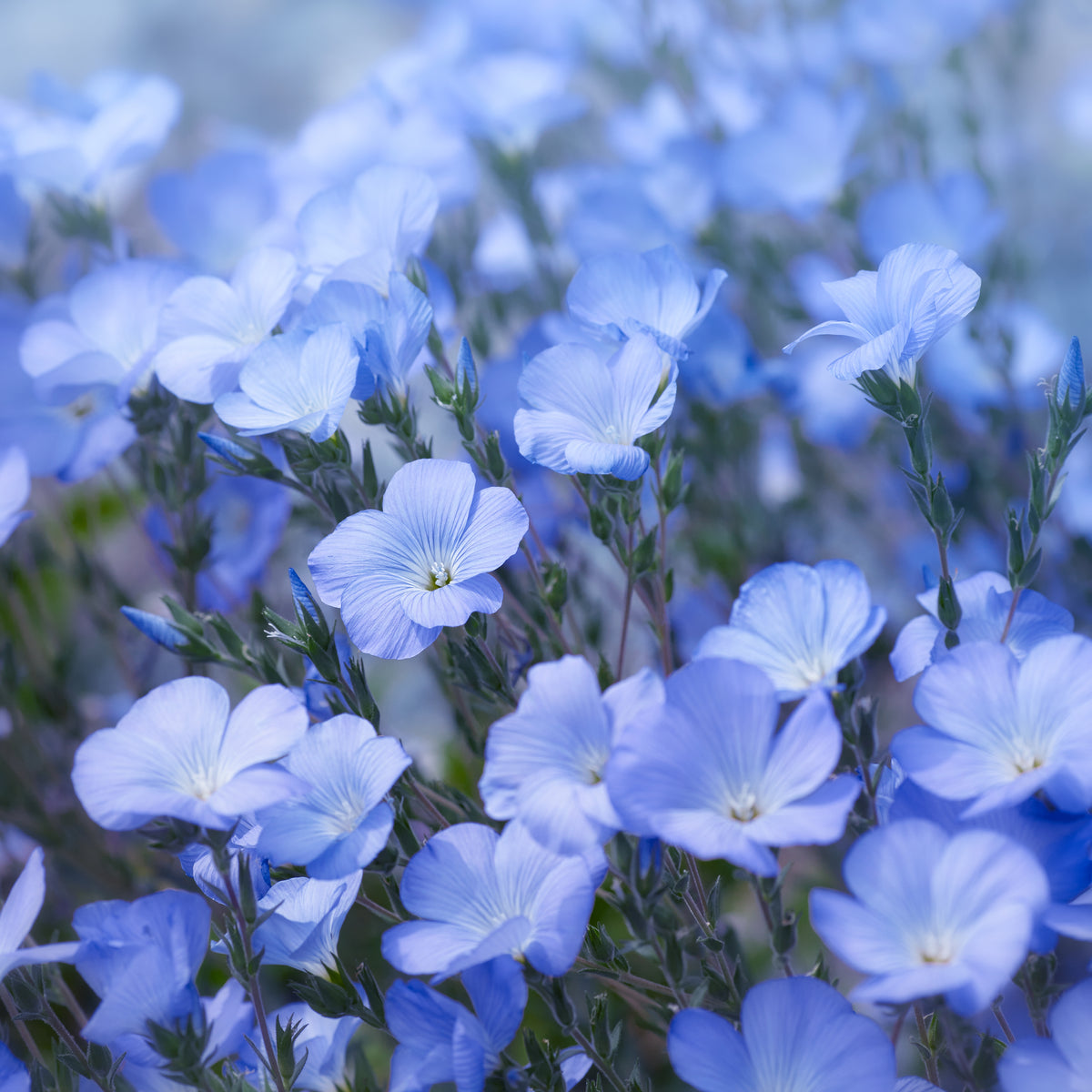 Flax, Blue flower seeds