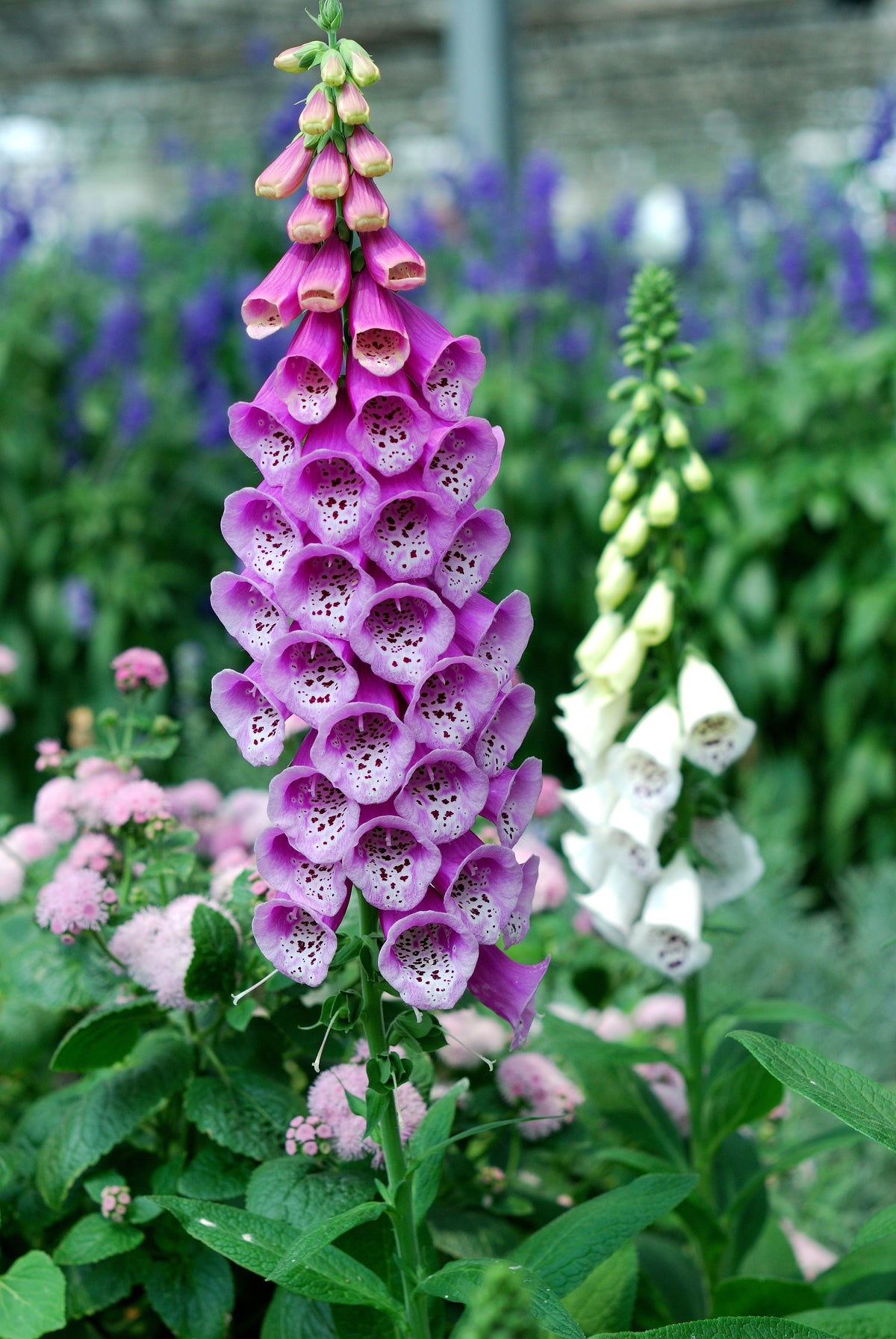 Foxglove flower seeds