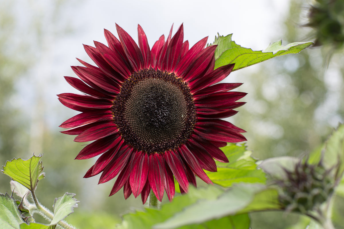 Sunflower, Chocolate Cherry Seed Packets seed packet