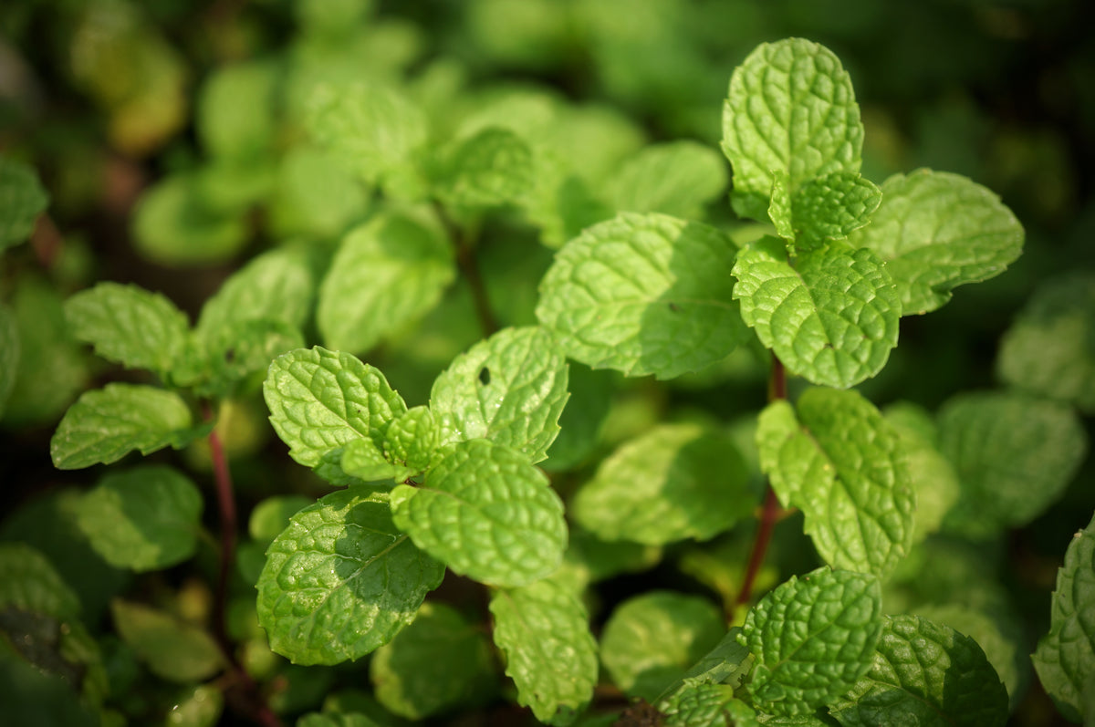 Medicinal Herbs Seed Packet garden seeds