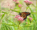 Earth Day Don't Hesitate, Pollinate - Special Mix Swamp Milkweed Seed Packets - Bentley Seed