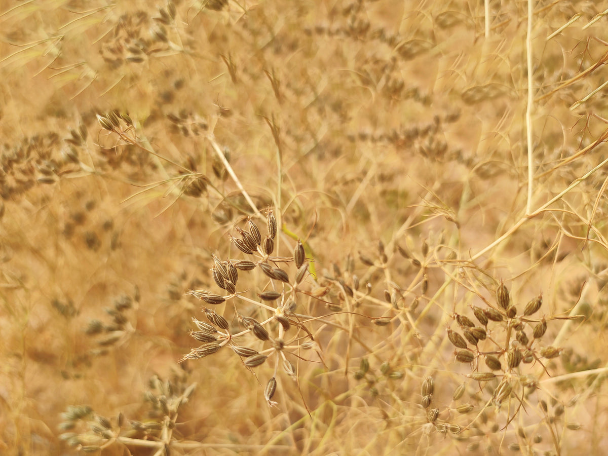 Cumin seed packet