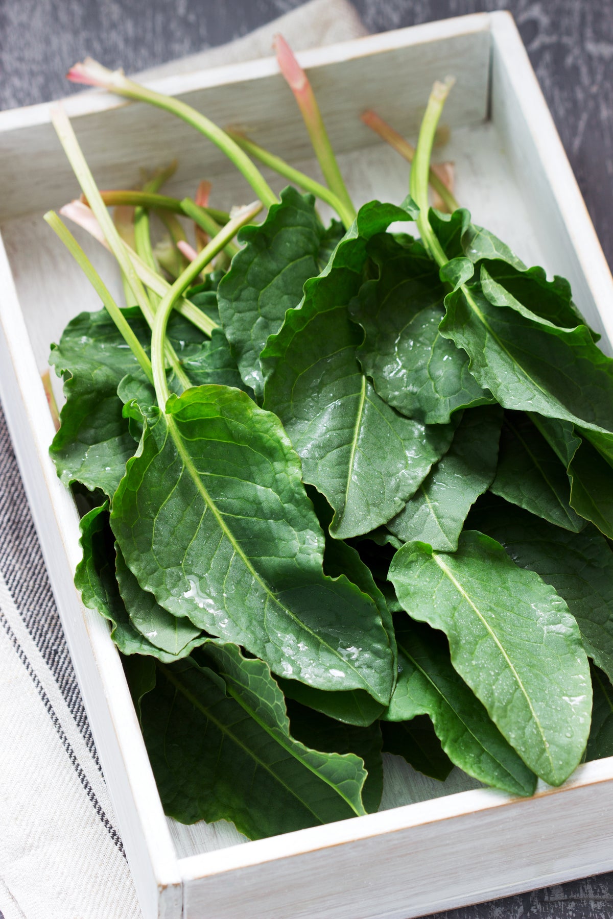 Sorrel garden seeds