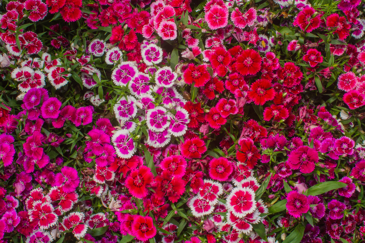 Dianthus, Mixed Colors Seed Packets flower seeds