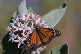 Earth Day Don't Hesitate, Pollinate - Special Mix Showy Milkweed Seed Packets - Bentley Seed