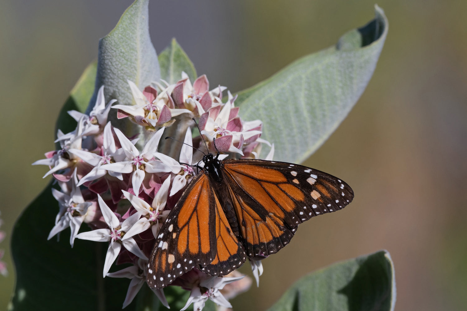 Milkweed, Showy Seed Packets seed packet