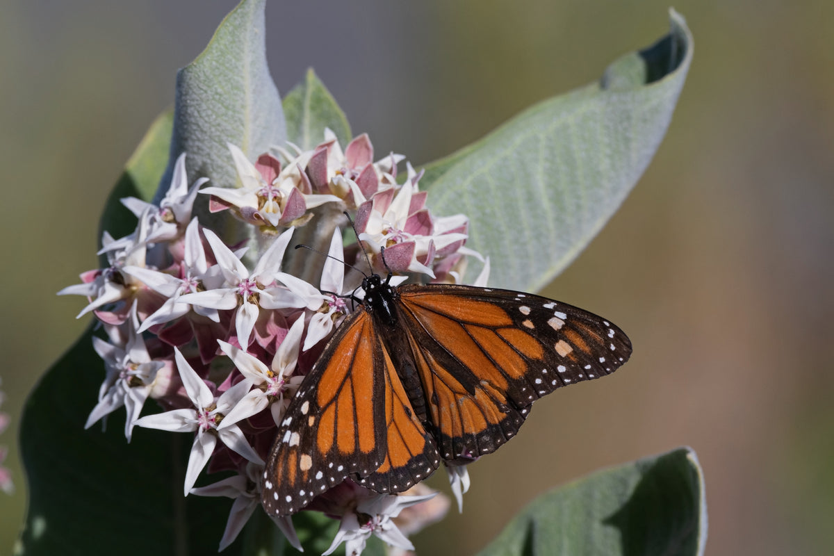 Help Save the Butterflies garden seeds