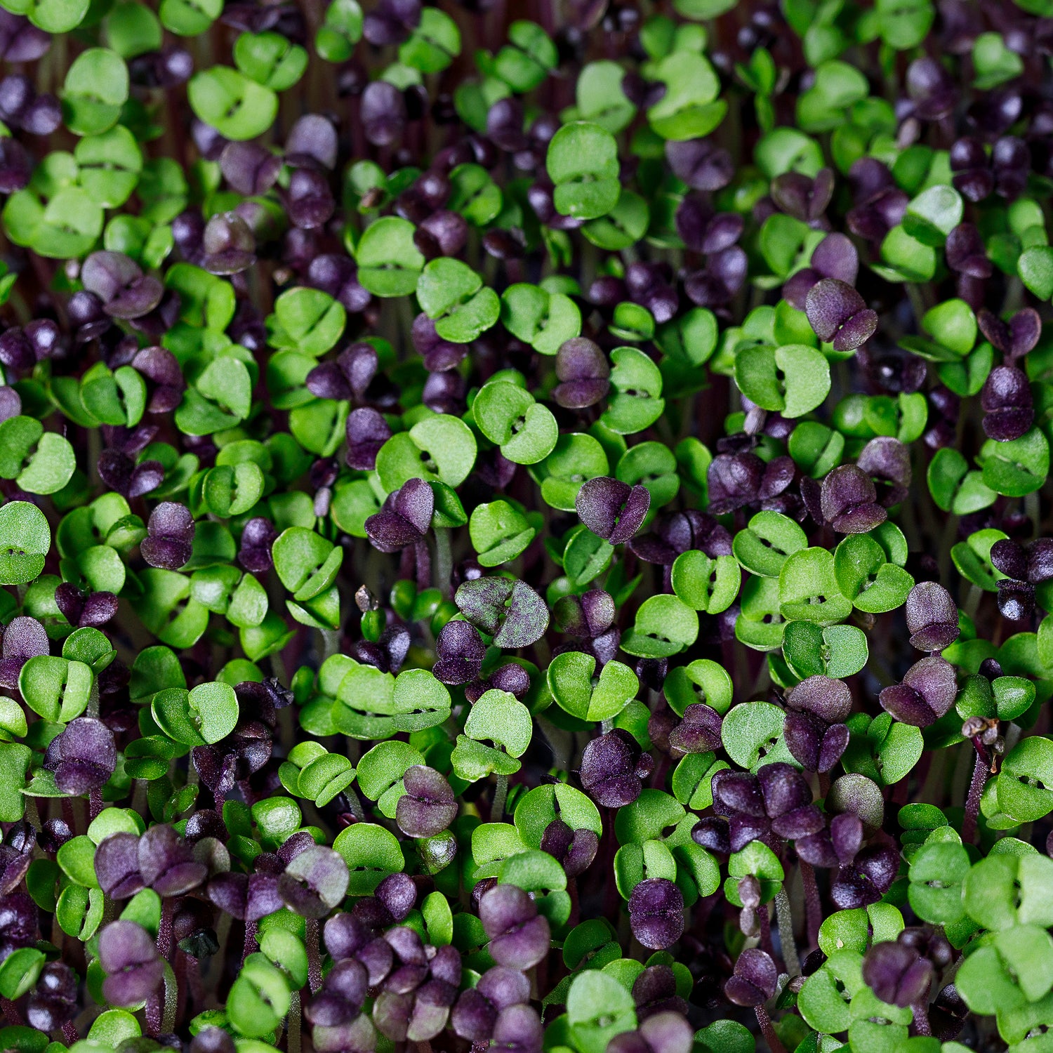 Microgreens, Spicy Mix Seed Packets flower seeds