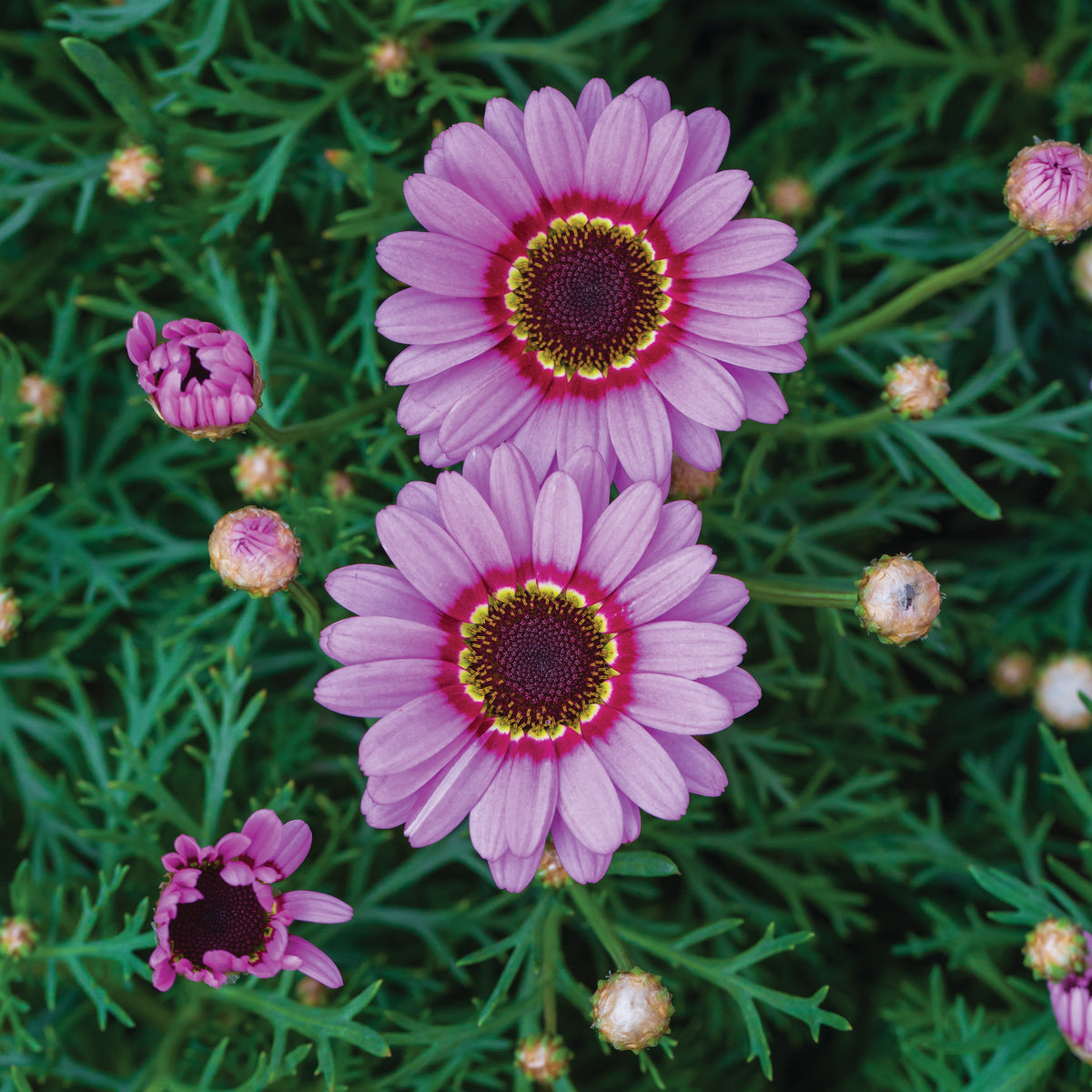 Daisy, Painted flower seeds