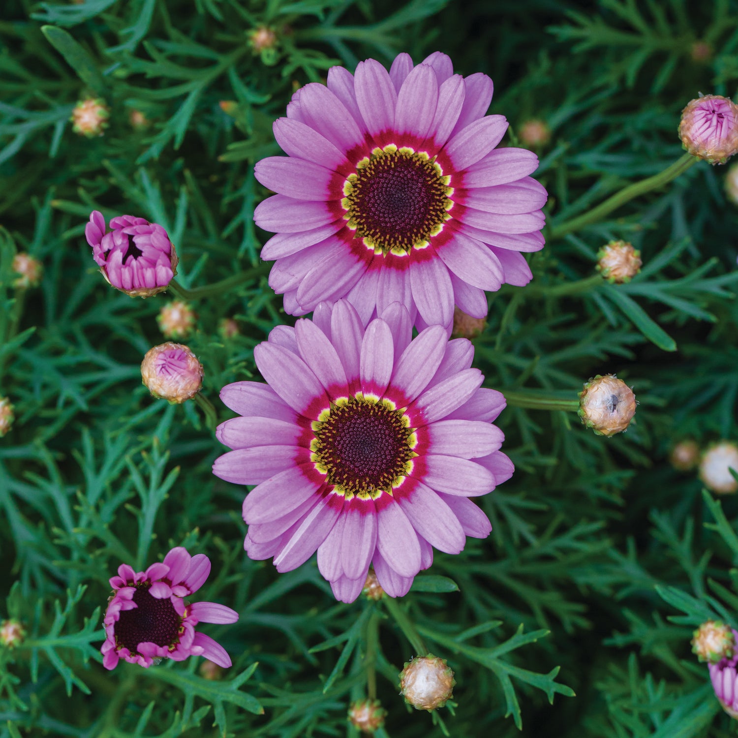 Daisy, Painted flower seeds