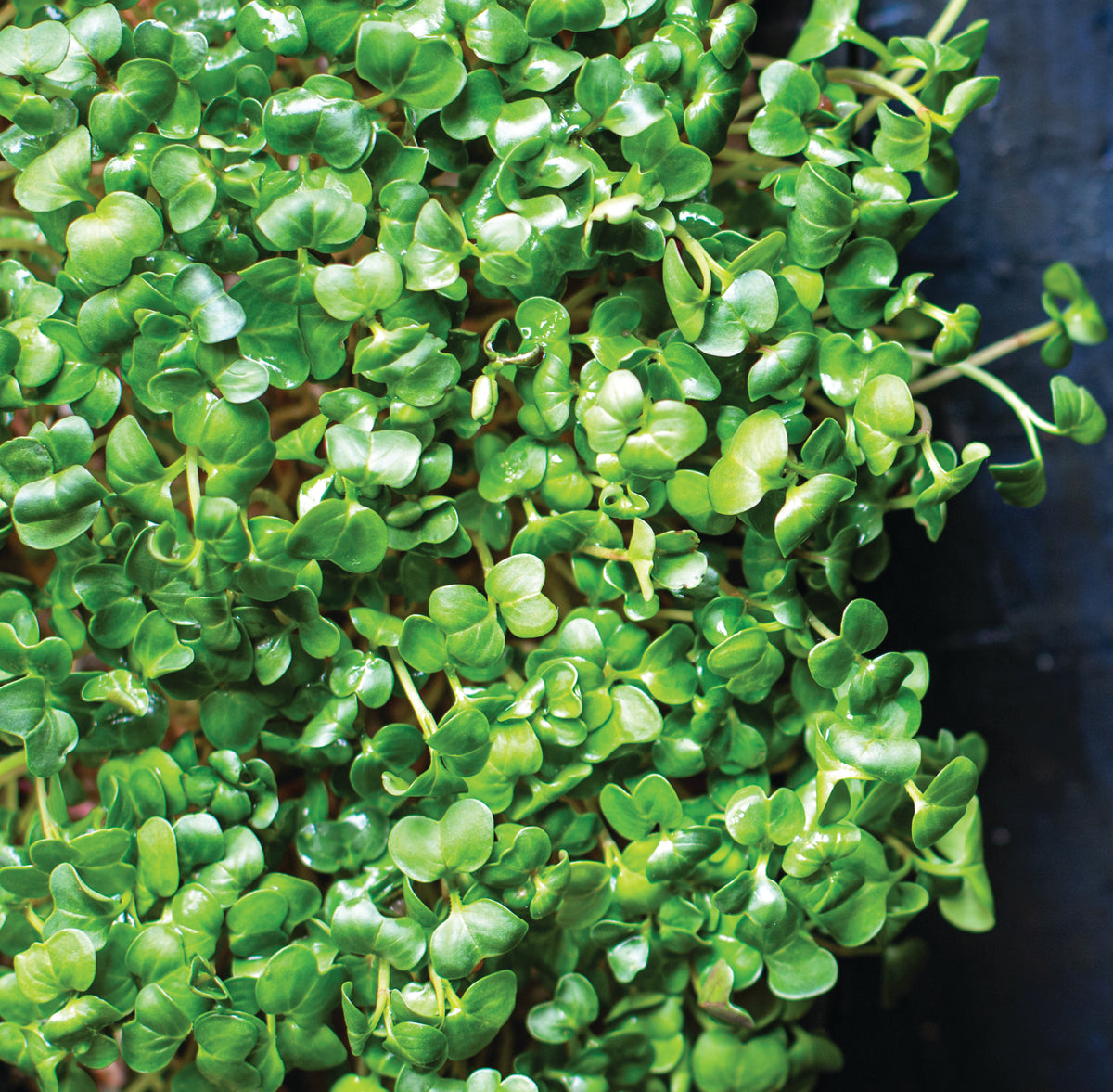 Microgreens, Mild Mix garden seeds