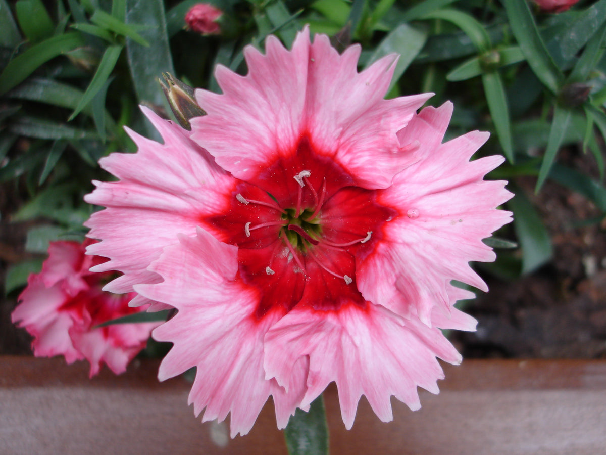 Dianthus, Mixed Colors Seed Packets flower seeds