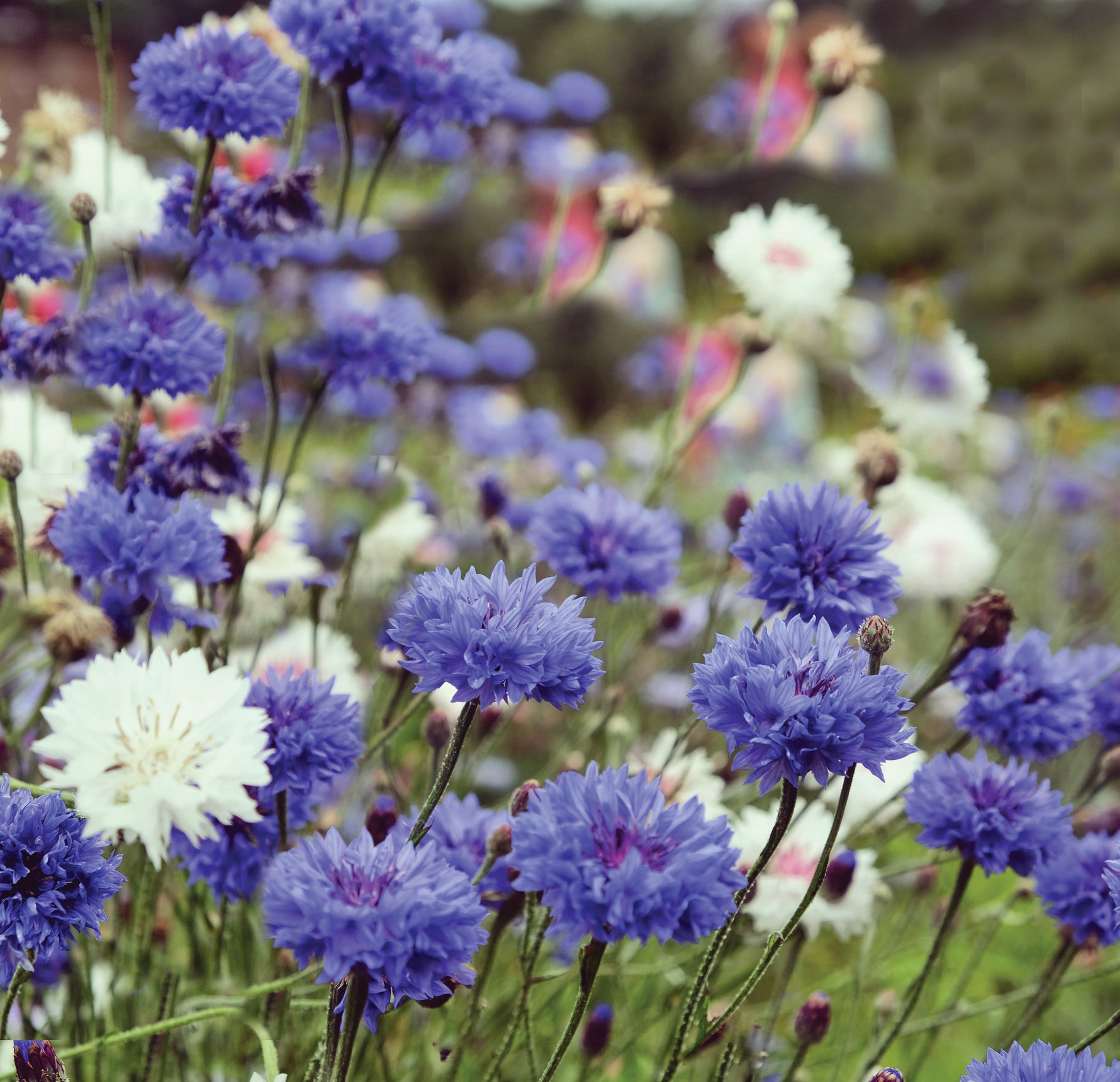 Bachelor Button garden seeds