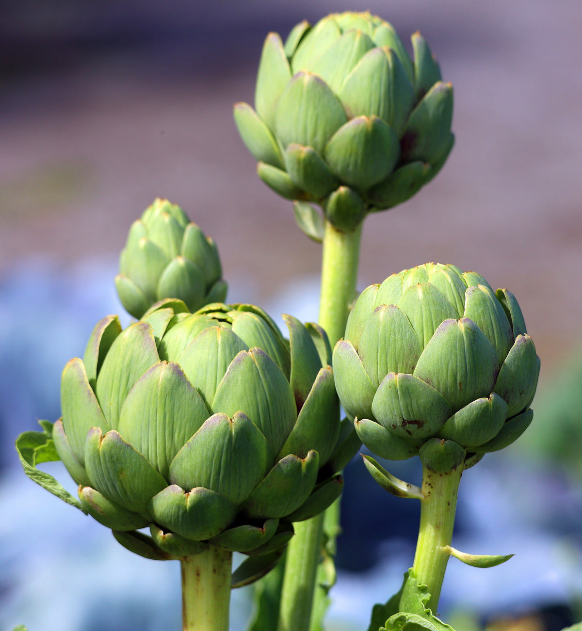 Artichokes growing in garden.