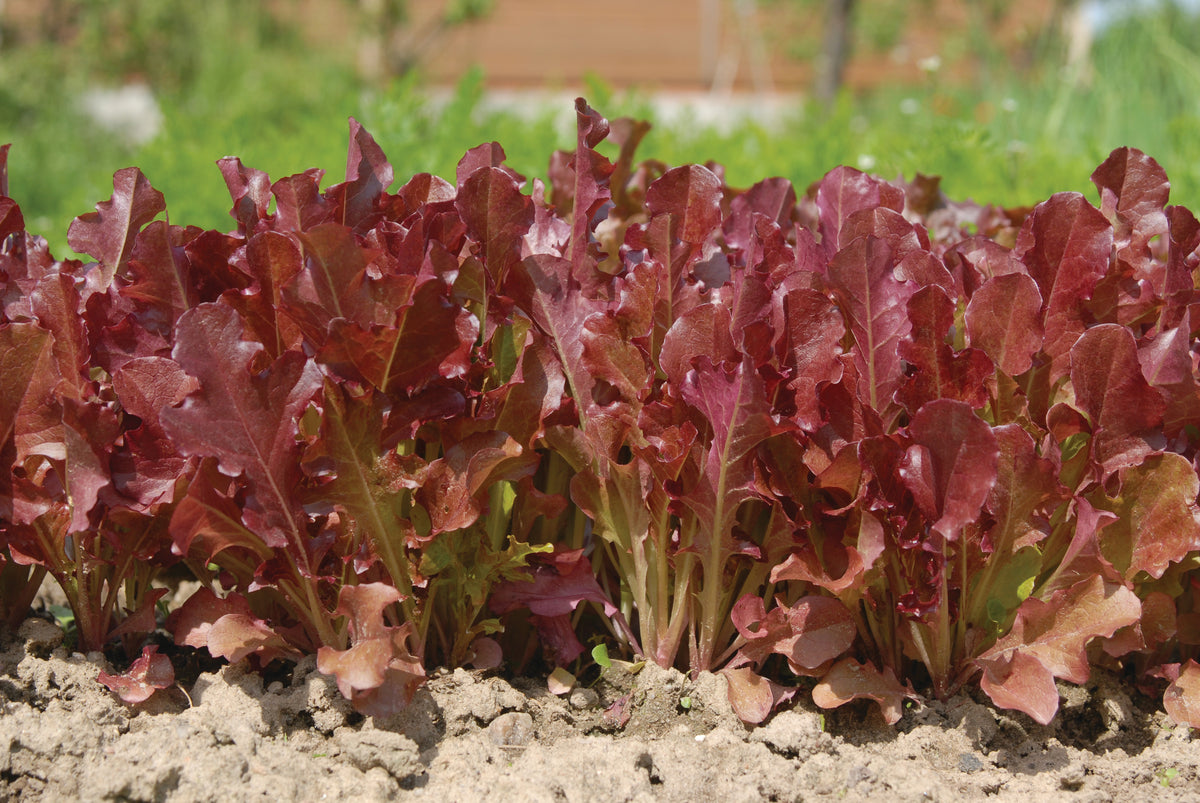 Lettuce, Red Salad Bowl flower seeds