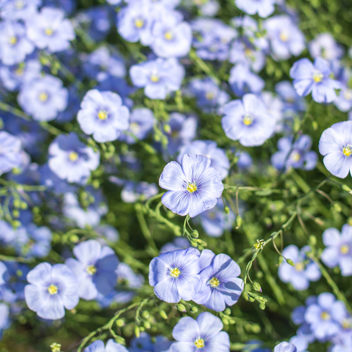 Flax, Blue flower seeds