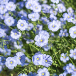 Flax, Blue flower seeds
