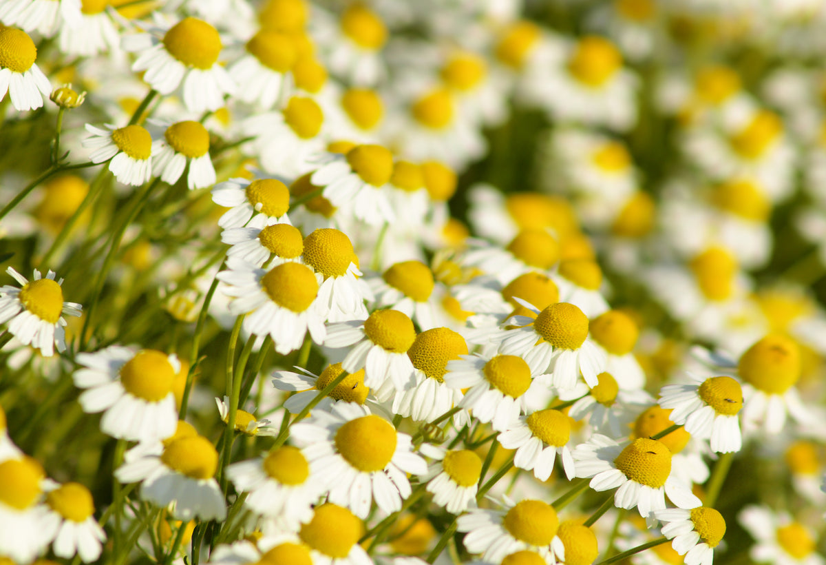 Chamomile Seed Packets seed packet