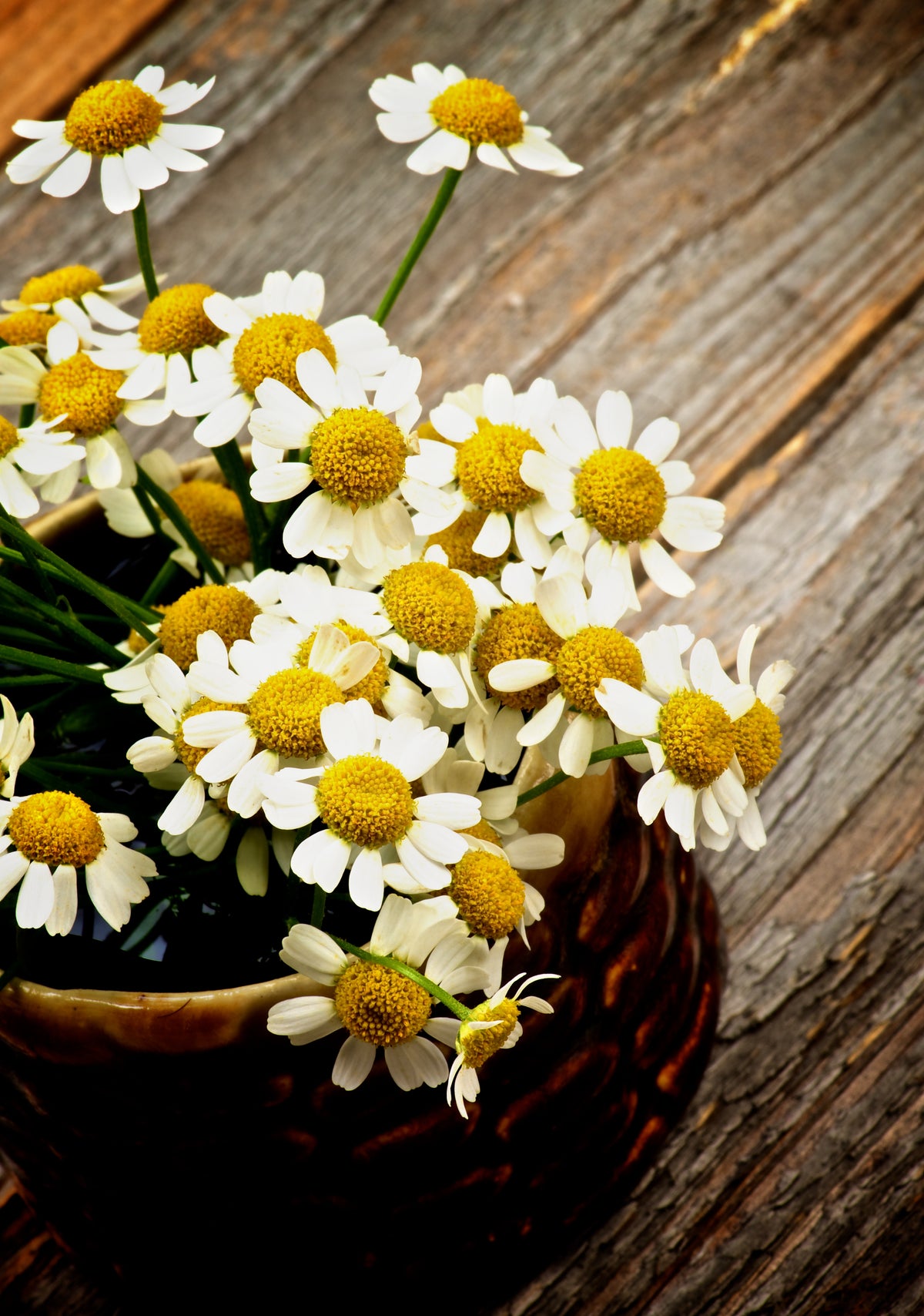Chamomile Seed Packets seed packet