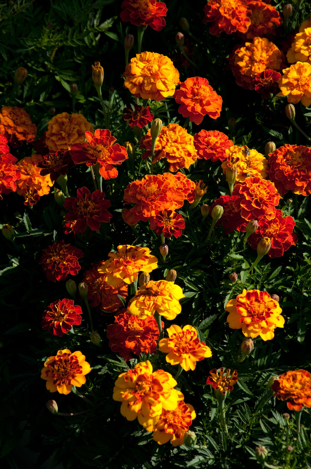 Marigold, Dwarf French seed packet