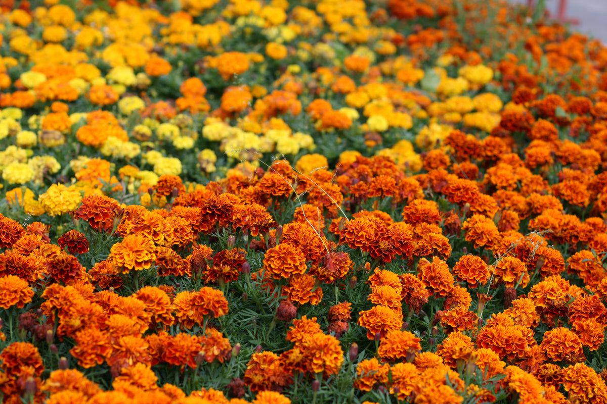 Marigold, Dwarf French seed packet