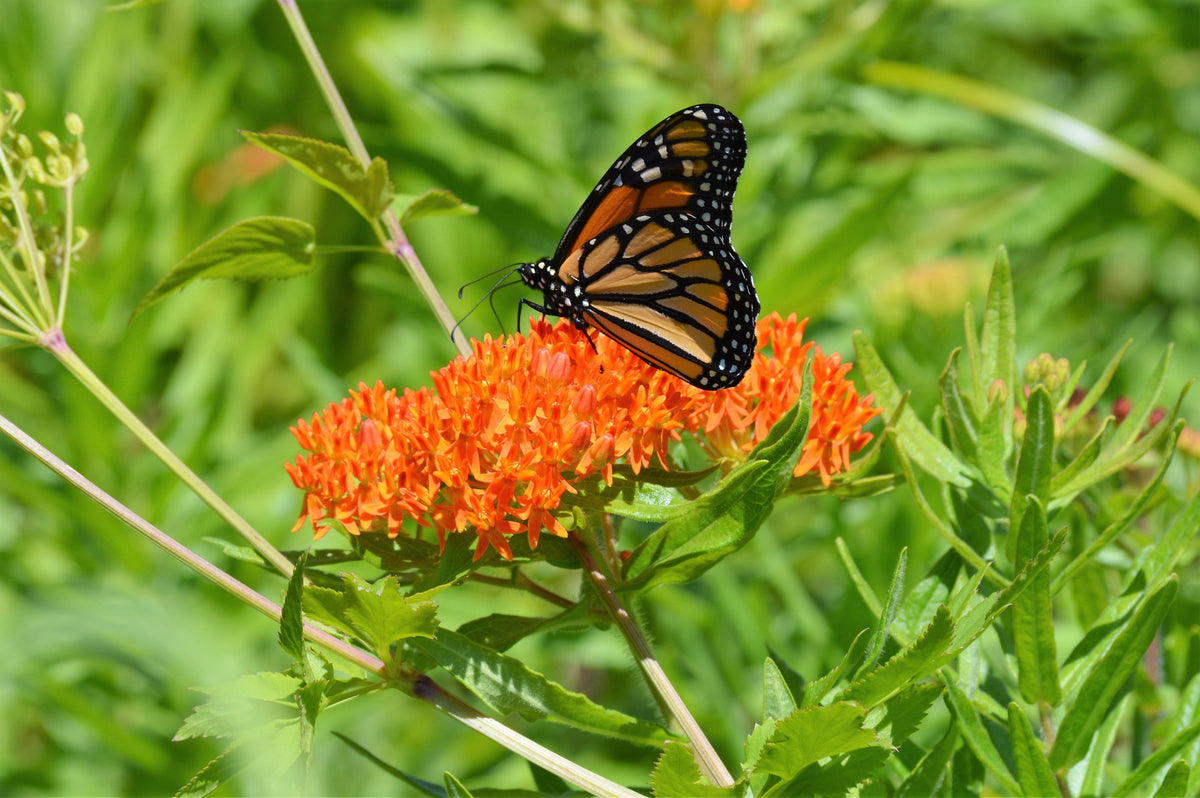 Milkweed, Butterfly Seed Packets seed packet
