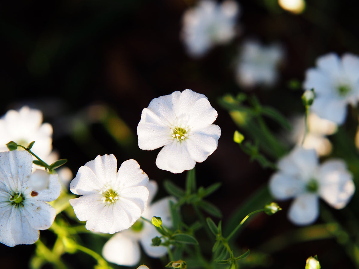 Baby's Breath flower seeds