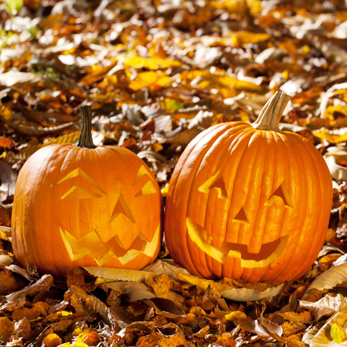 Two carved Jack O' Lantern Pumpkins surrounded by fall leaves.