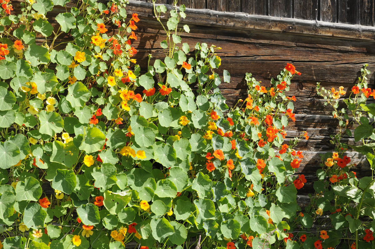 Nasturtium, Jewel Mixed Color garden seeds