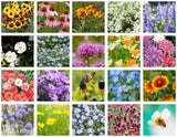 Chinese Forget-Me-Not, Purple Coneflower, California Poppy, Blue Flax, Lance-Leaved Coreopsis, Annual Baby’s Breath, Corn Poppy, Crimson Clover, Siberian Wallflower, Clasping Coneflower, Indian Blanket, Baby Blue-Eyes, China Aster, Plains Coreopsis, Sweet Alyssum, Lavender Hyssop, Bergamot, Globe Gilia, New England Aster. - Bentley Seed