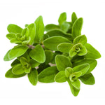 Sweet Marjoram garden seeds