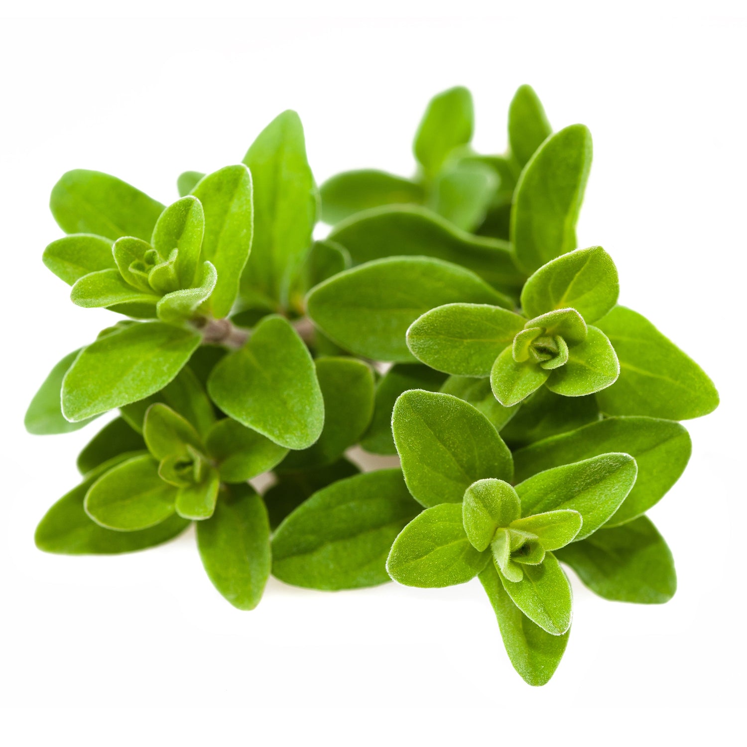 Sweet Marjoram garden seeds