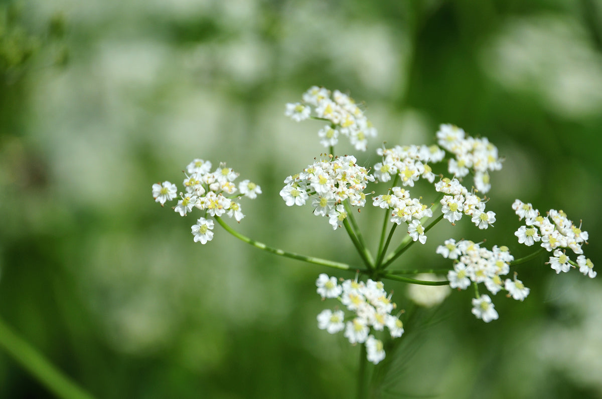 Caraway Seed Packets seed packet
