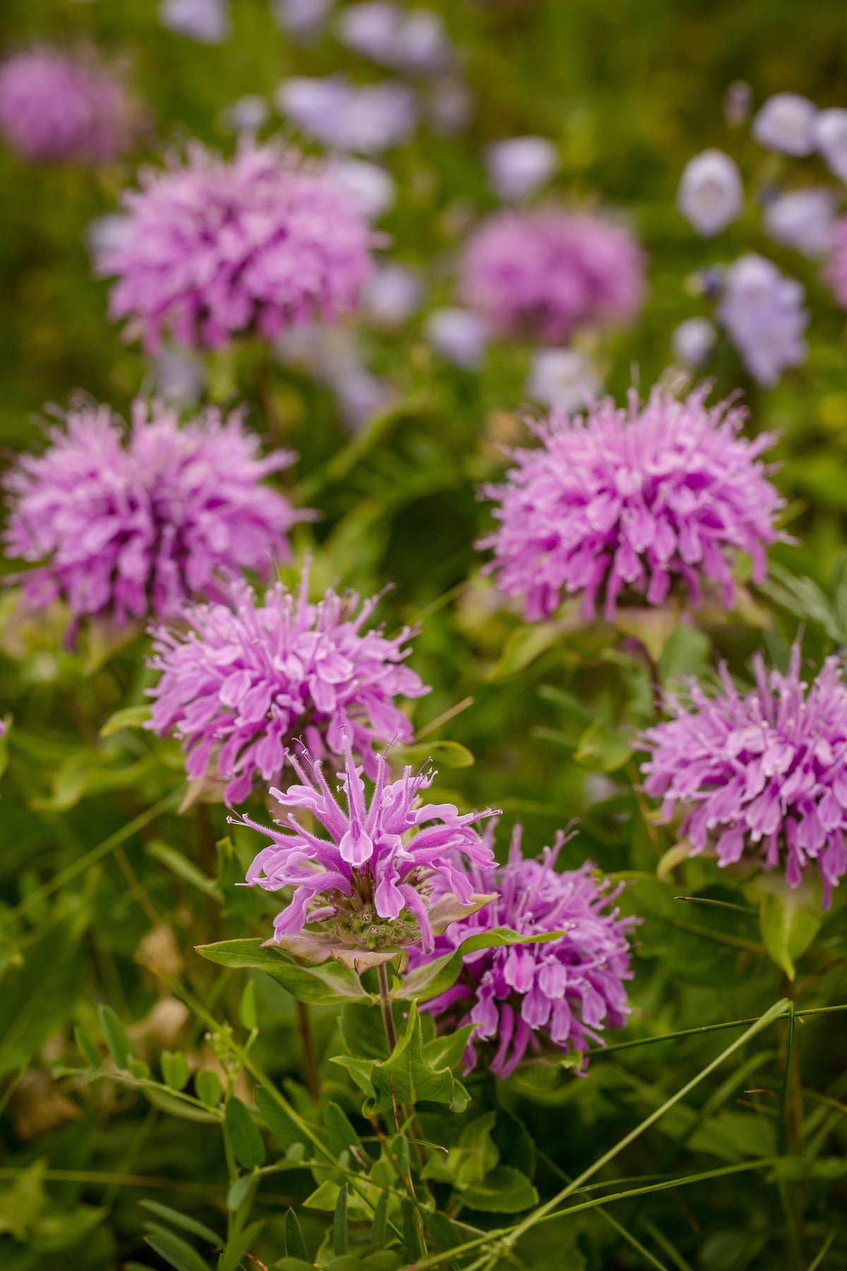 Bee Balm growing in garden.