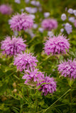 Bee Balm Wholesome and beneficial! Bring Bee Balm to your garden for cooking and treating common ailments. P.S. the bees love it too! Bentley Seeds