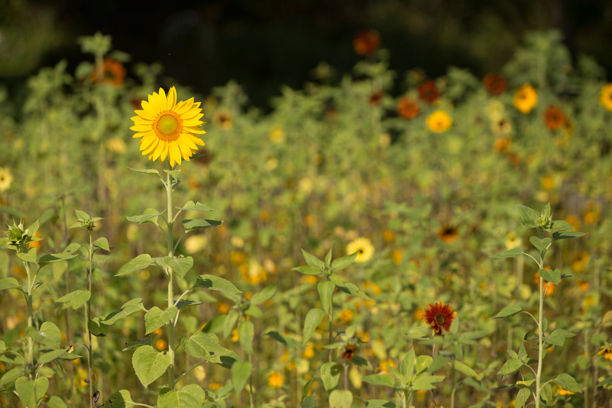 Sunflower, All Sorts Mix Seed Packets flower seeds