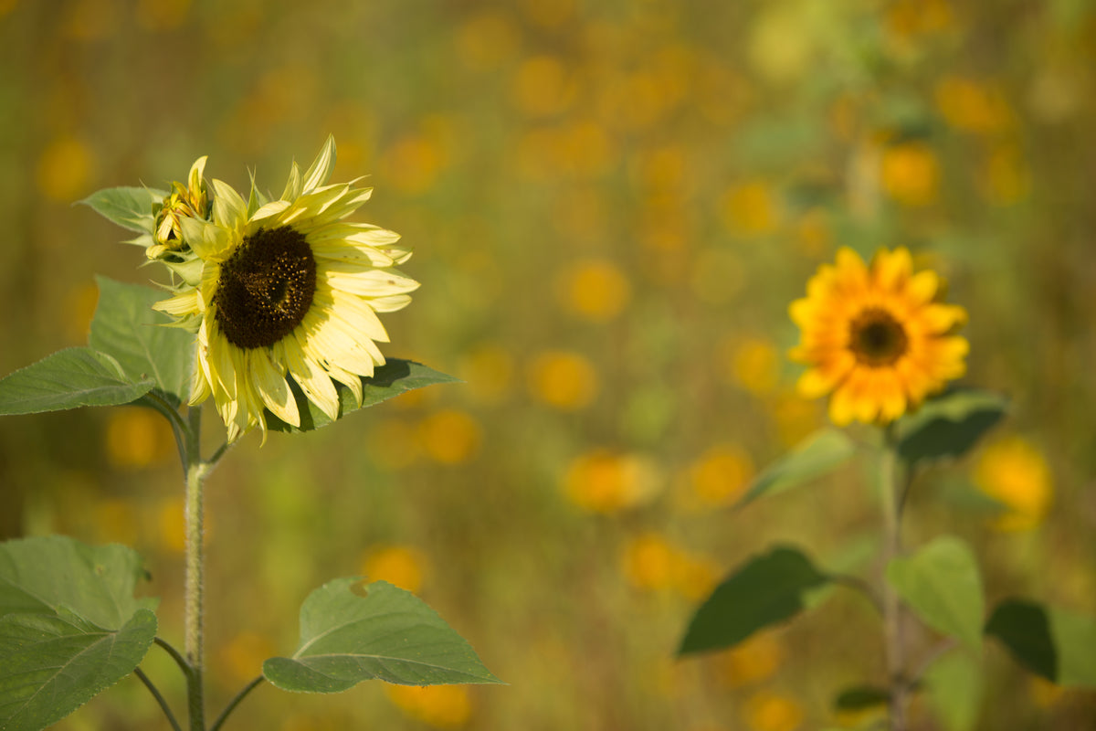 Sunflower, All Sorts Mix Seed Packets flower seeds