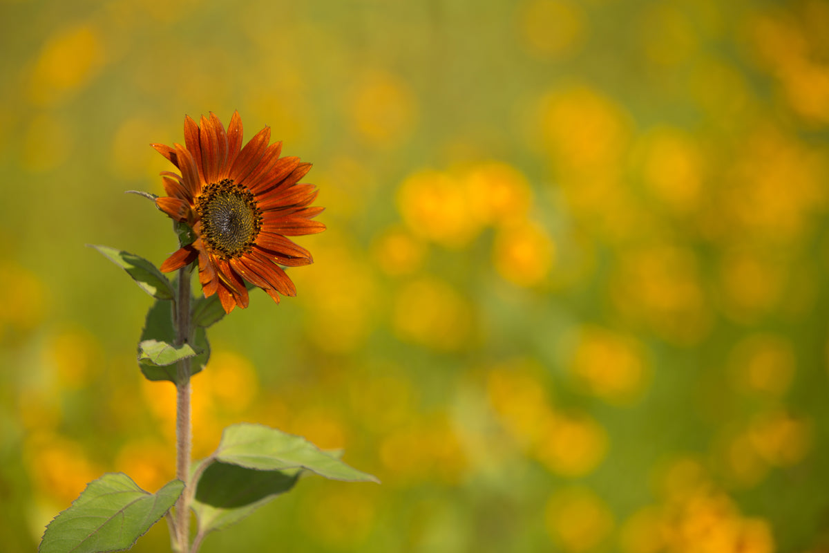 Sunflower, All Sorts Mix Seed Packets flower seeds