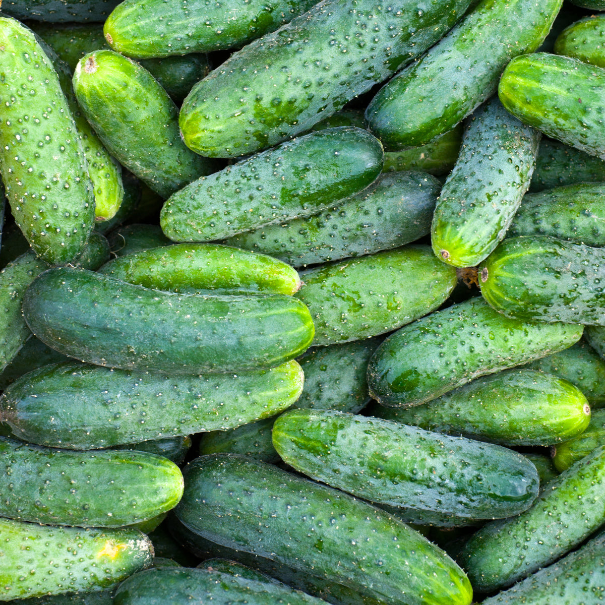 Cucumber, Poinsett flower seeds