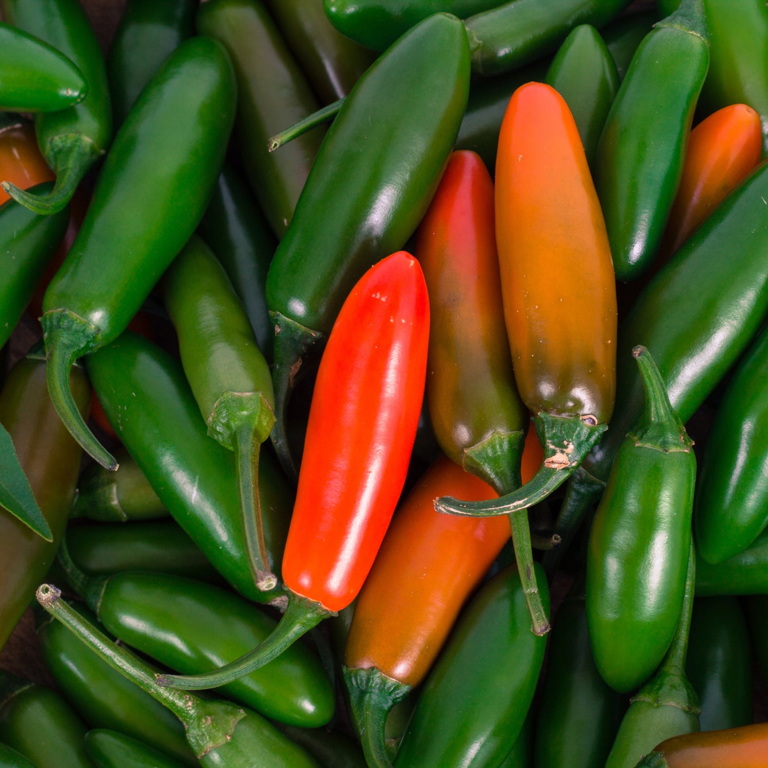 Pepper, Serrano flower seeds