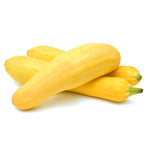 Squash, Early Prolific Straightneck garden seeds