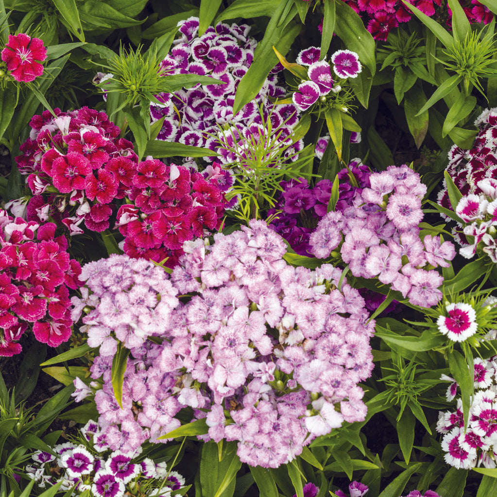 Sweet William flower seeds